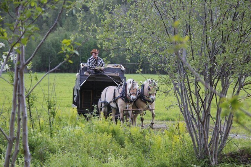 Omdal farm also offer sleigh rides in summer time. 