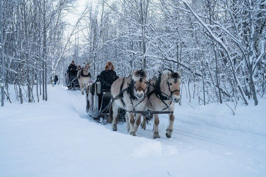 Sleigh Ride w/ Tapas Meal - Experience Arctic Farm Life 