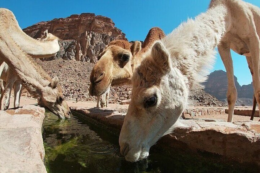 Camels drinking at Lawrence Spring