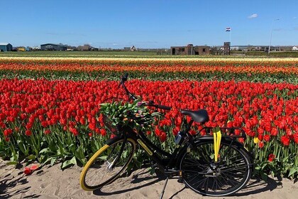 Njut av tulpanfälten på cykel med en lokal guide! Tulpancykeltur!
