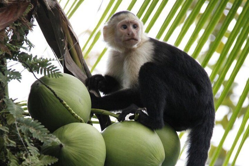 Manuel Antonio Canopy Tour - Longest Twin Zip Line in Central America