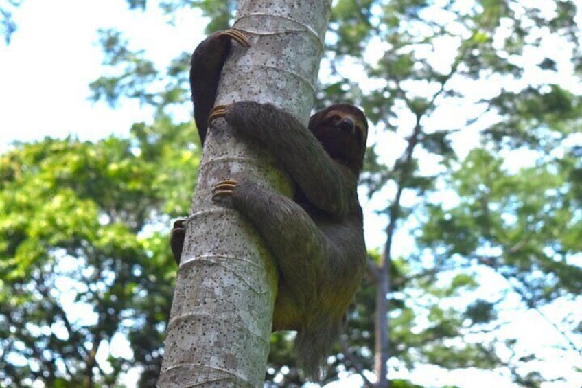 Manuel Antonio Canopy Tour - Longest Twin Zip Line in Central America