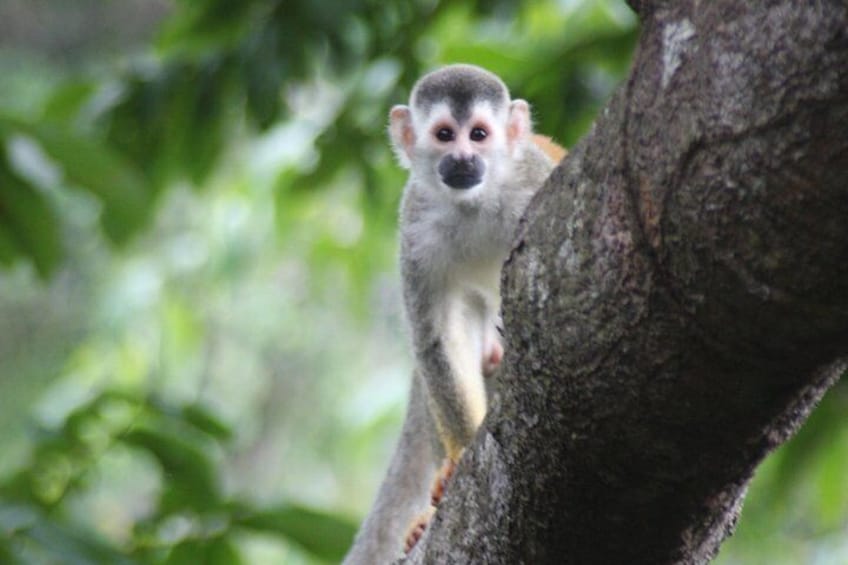 Manuel Antonio Canopy Tour - Longest Twin Zip Line in Central America