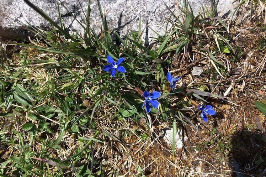 Spring gentians