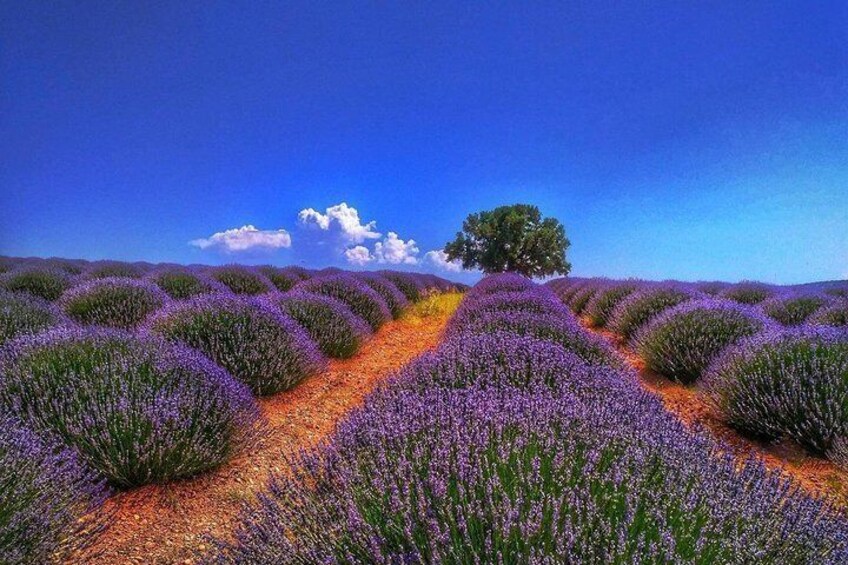 Lavander fields and Salda lake from Antalya