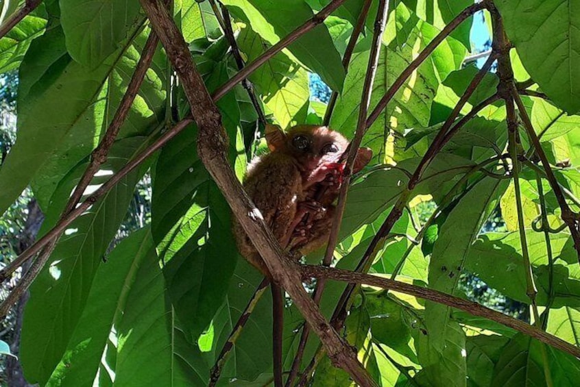 Tarsier, Bohol