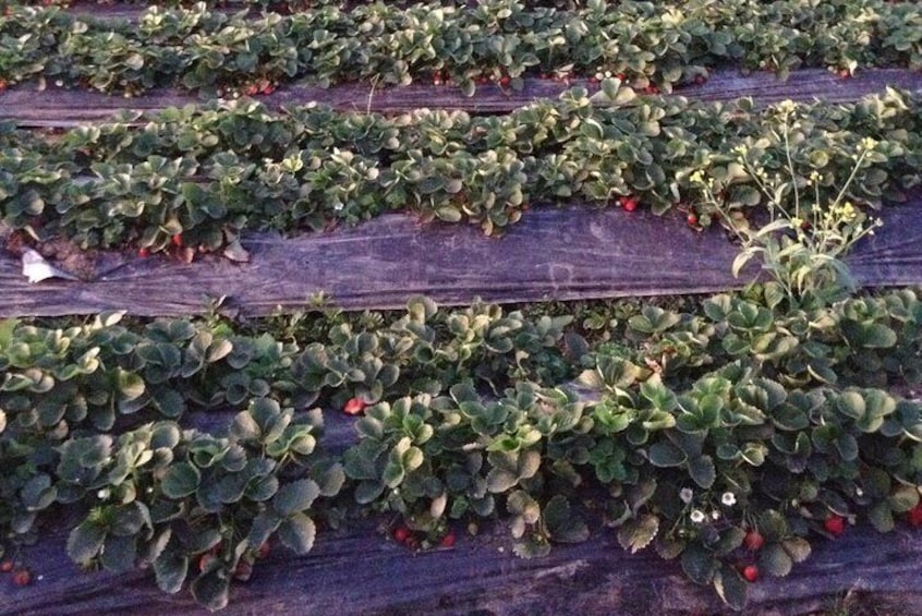 Strawberry Fields in Baquio