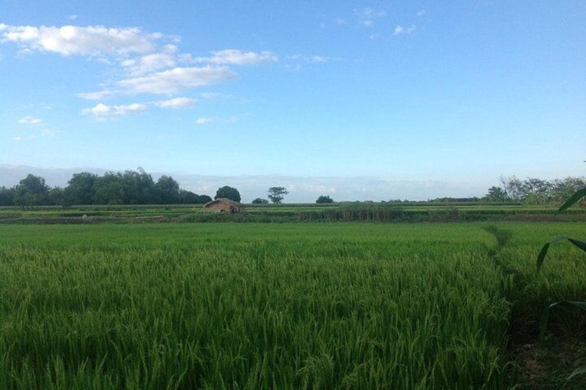 Rice fields in the province of Tarlac
