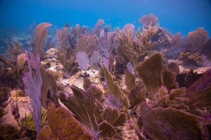 Key Largo 2 Tank Dive trip