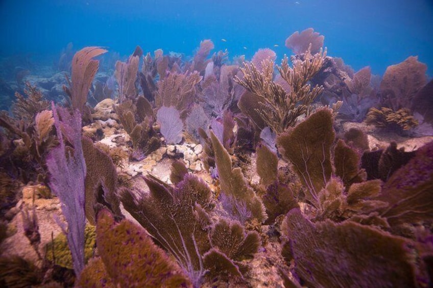 Key Largo 2 Tank Dive trip