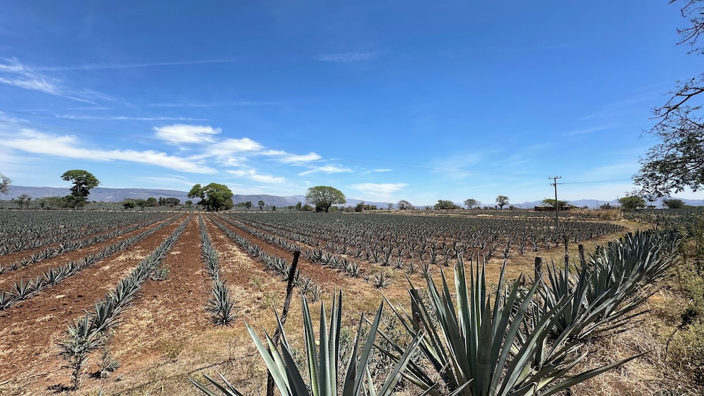 Tequila tour with Distillery and upgrade to Jose Cuervo