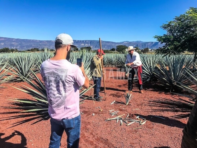 Tequila tour with Distillery and upgrade to Jose Cuervo