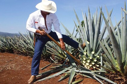 Tour de tequila con destilería y ascenso a José Cuervo