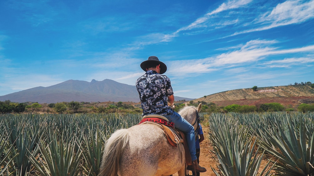 Tequila tour with Distillery and upgrade to Jose Cuervo