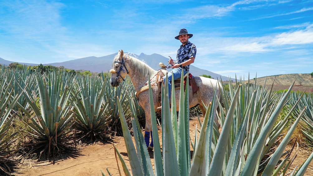 Tequila tour with Distillery and upgrade to Jose Cuervo