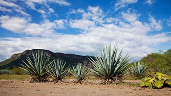 Tequila with Distillery Tour