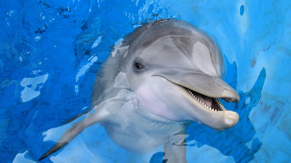 Show item 5 of 9. Tampa Bay CityPASS: Admission to Top 5 Tampa Attractions
