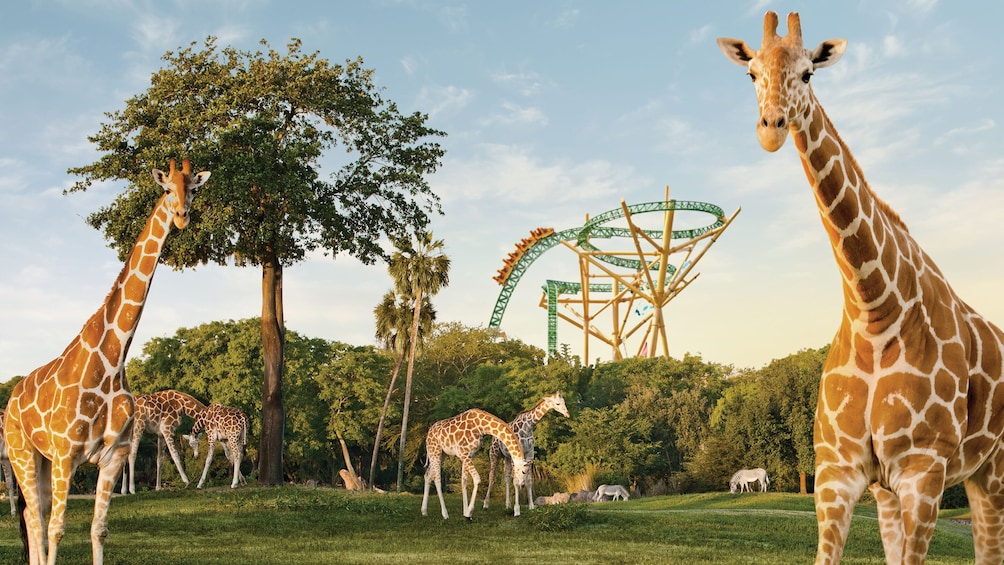 Tampa Bay CityPASS: Admission to Top 5 Tampa Attractions 