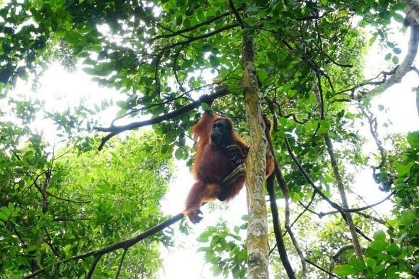 Three days orangutans adventure in Gunung Leuser