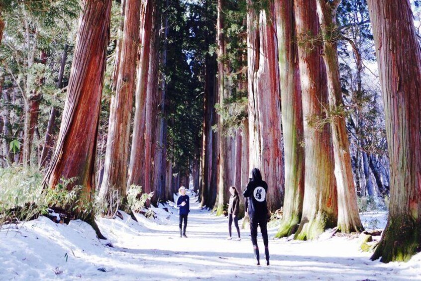 Togakushi Shrine Hiking Trails Tour