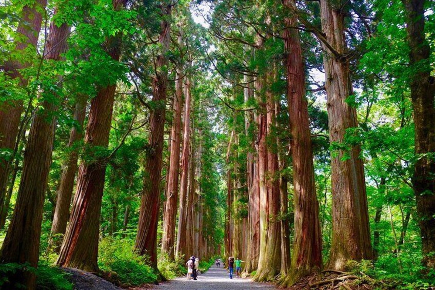 Togakushi Shrine Hiking Trails Tour