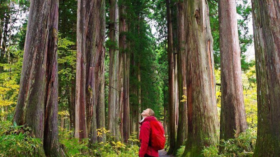 Strolling through the towering cedar avenue of Togakushi.