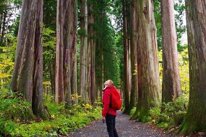 Togakushi: A Serene Walk Through Sacred Forests & Soba Traditions