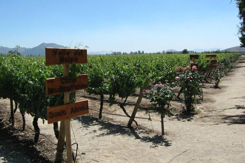 Concha y toro vineyard tour