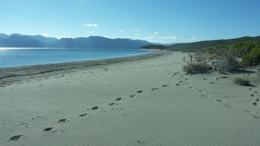 footprints in the sand of a beach in Ensenada