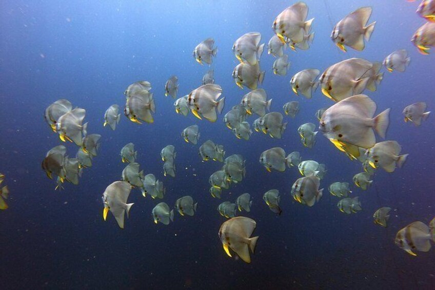 Open Water Diver