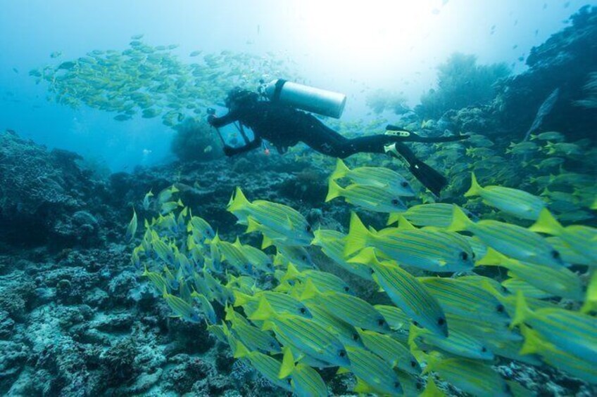 Open Water Diver