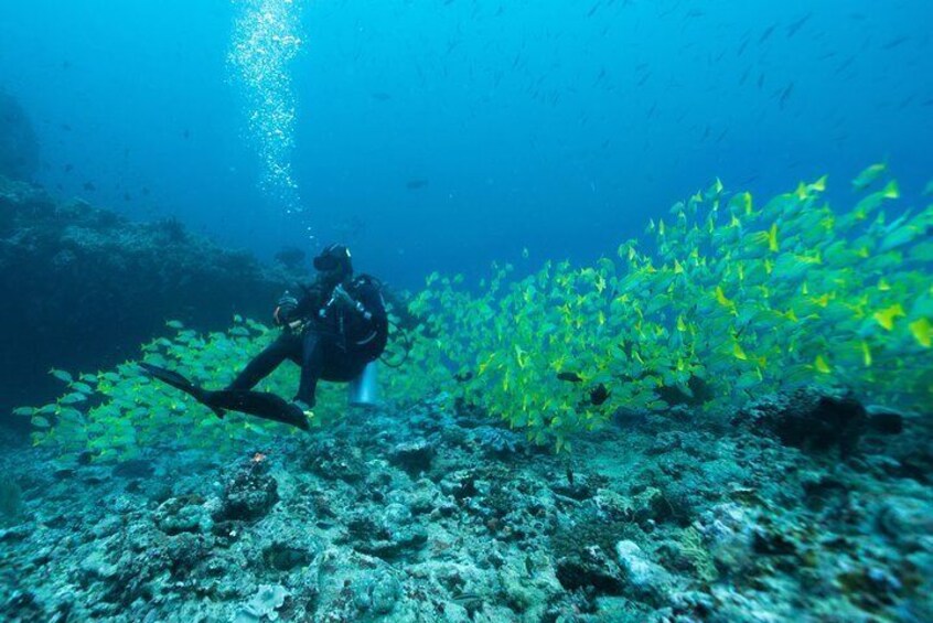Open Water Diver