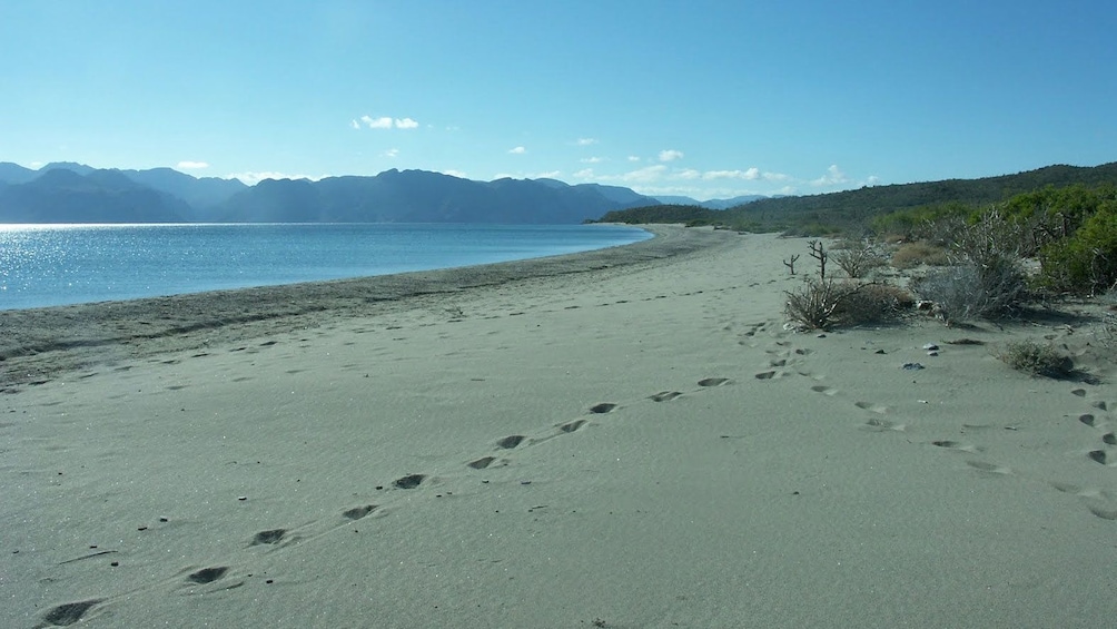 footprints on a beach in Mexico