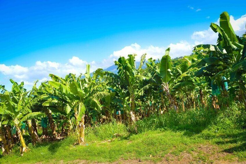 Banana fields in Martinique