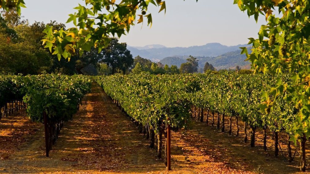 A vineyard in Temecula