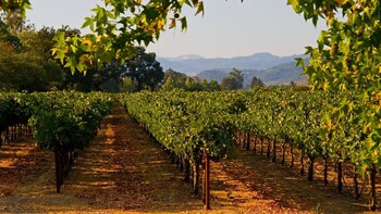 Small-Group VIP Temecula Wine Tour