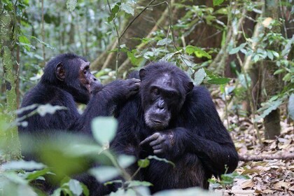 11 Days Uganda +Gorillas