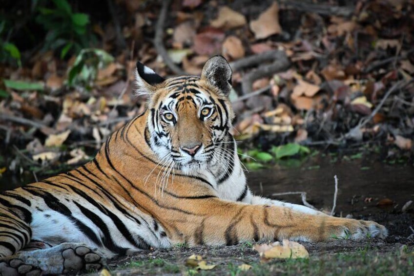 Tiger Sighting at Ranthambore