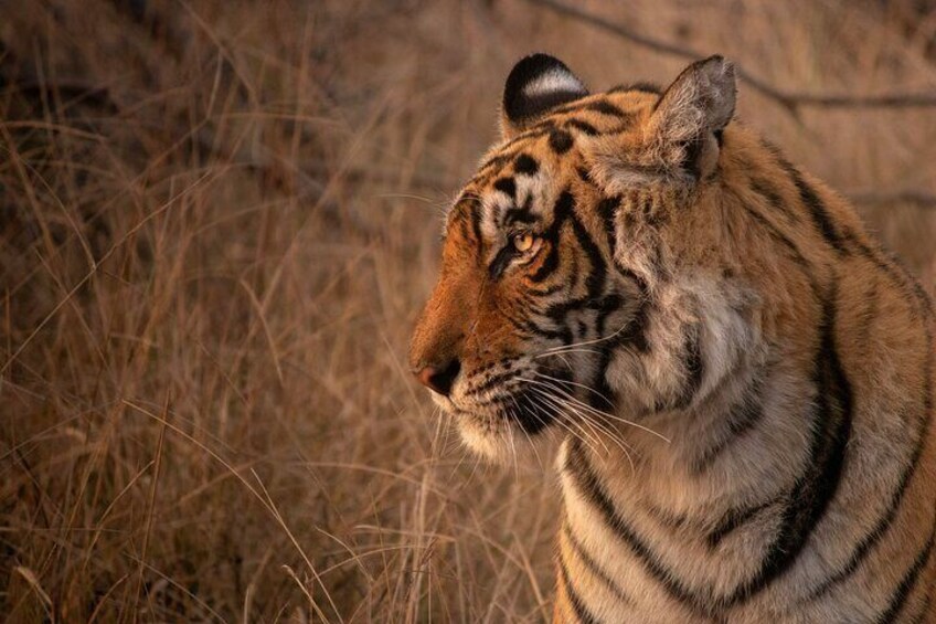 Ranthambore Safari