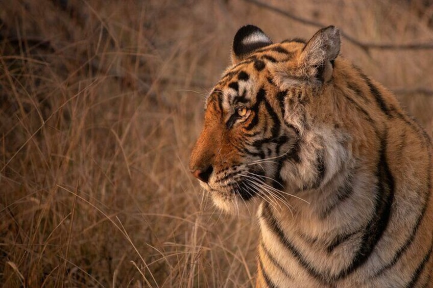 Ranthambore Safari