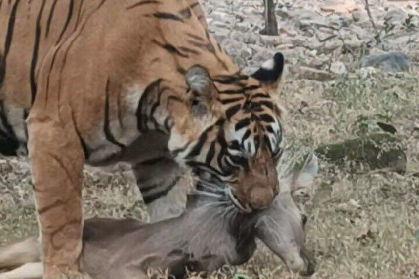 Tiger at Ranthambore