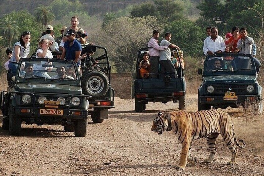Ranthambore Jeep Safari