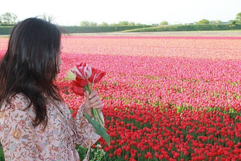 Tulipsfields Sightseeing