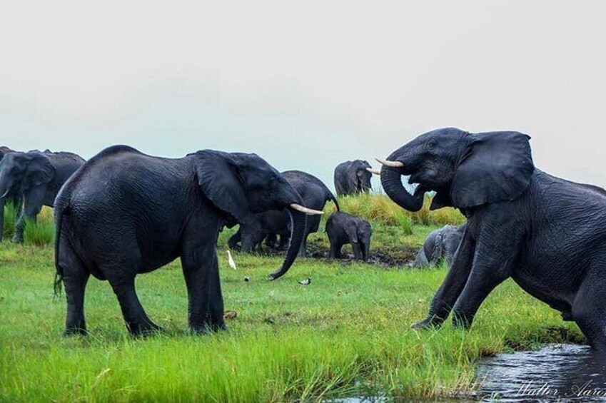 3 Hours Chobe Game Drive
