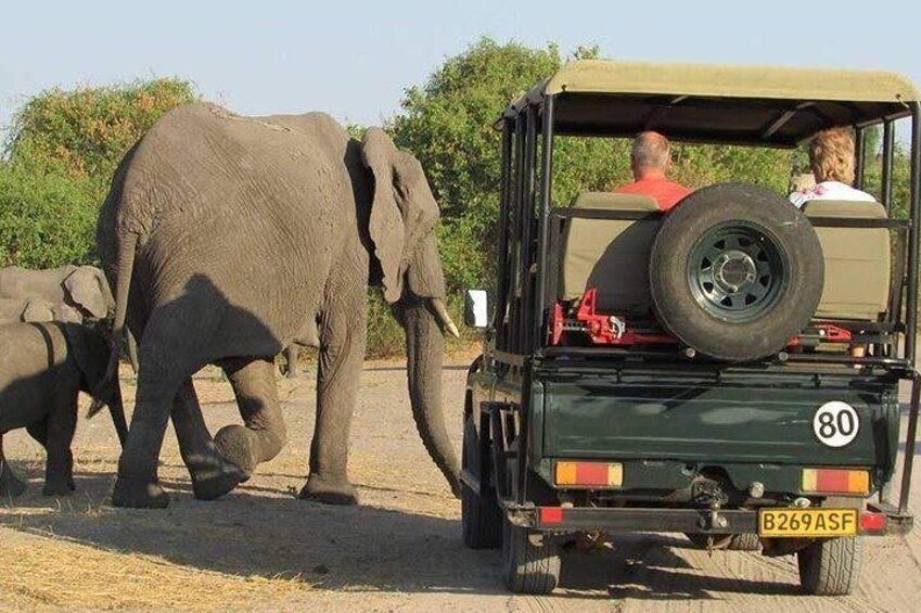 Chobe Game Drive