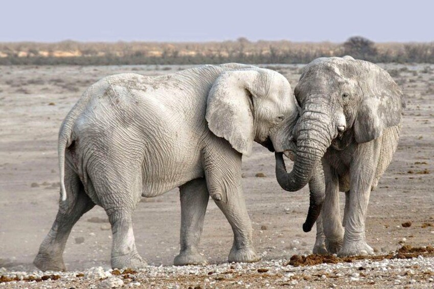 Chobe Game Drive
