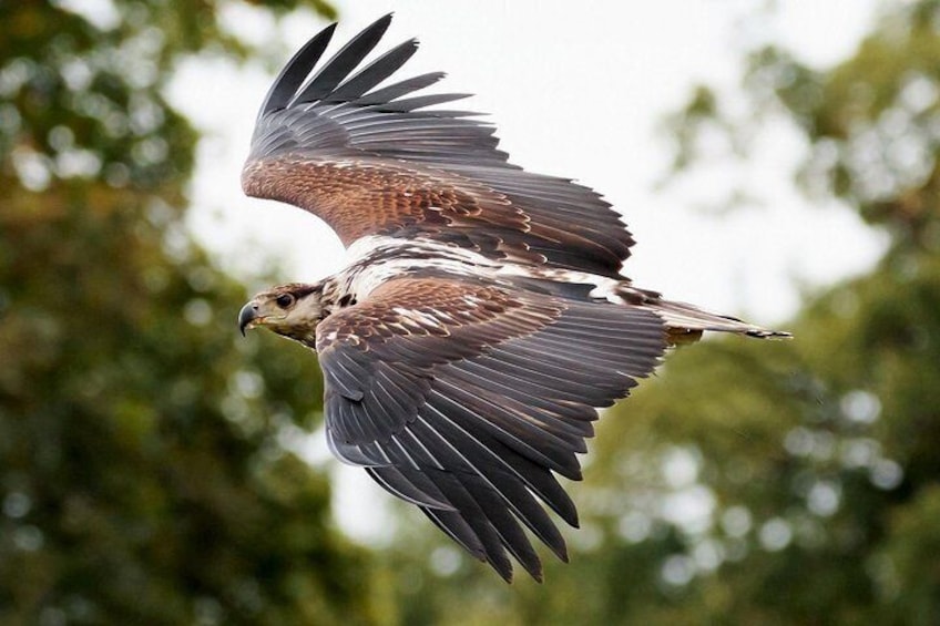 Chobe Game Drive