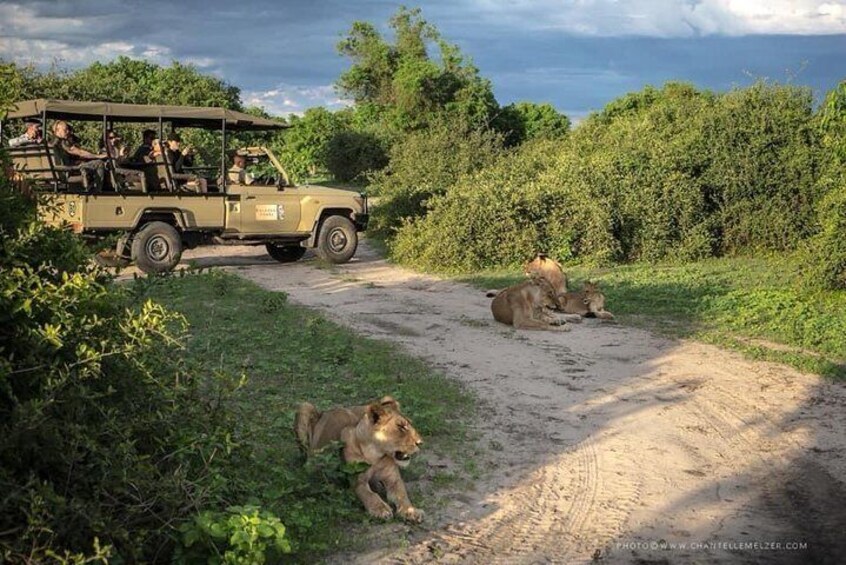 Chobe Game Drive