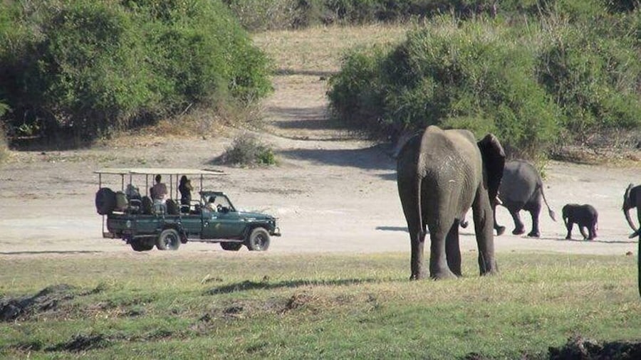 3 Hours Chobe Safari Game Drive