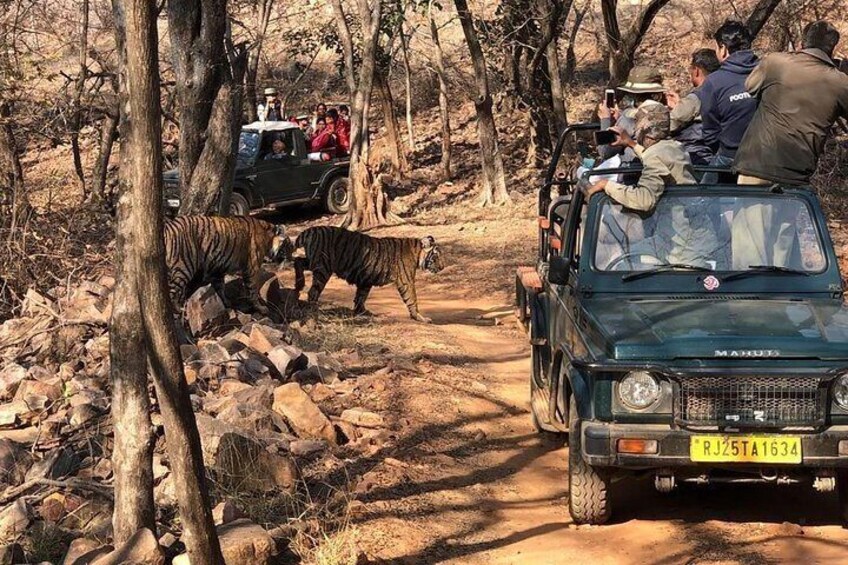 Zone 3 Tiger Sighting 2019.Ranthambore national park.call us for Booking 07014543770
